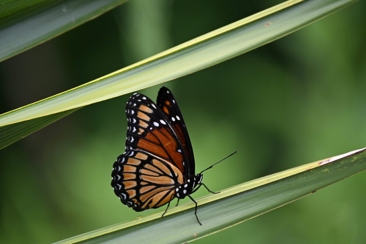 Viceroy butterfly at Audubon Nature Institute Nature Center at Joe Brown Park COPYRIGHT MEGAN BRADEN-PERRY THE NEW ORLEANS EAST SUNSHINE WEEKLY