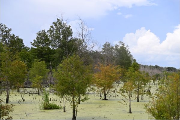 Bayou Sauvage in New Orleans East