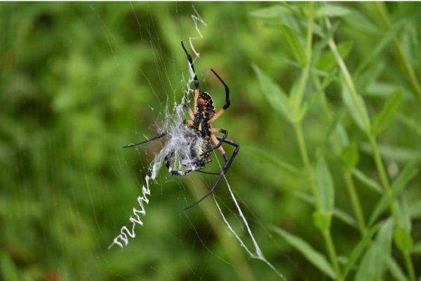Yellow garden spider argiope aurantia in New Orleans East